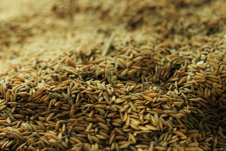 A detailed view of wheat grains in a pile, ready for processing